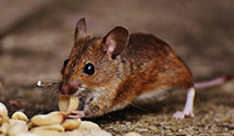 24 Hour & Emergency Exterminators in Harleyville, SC